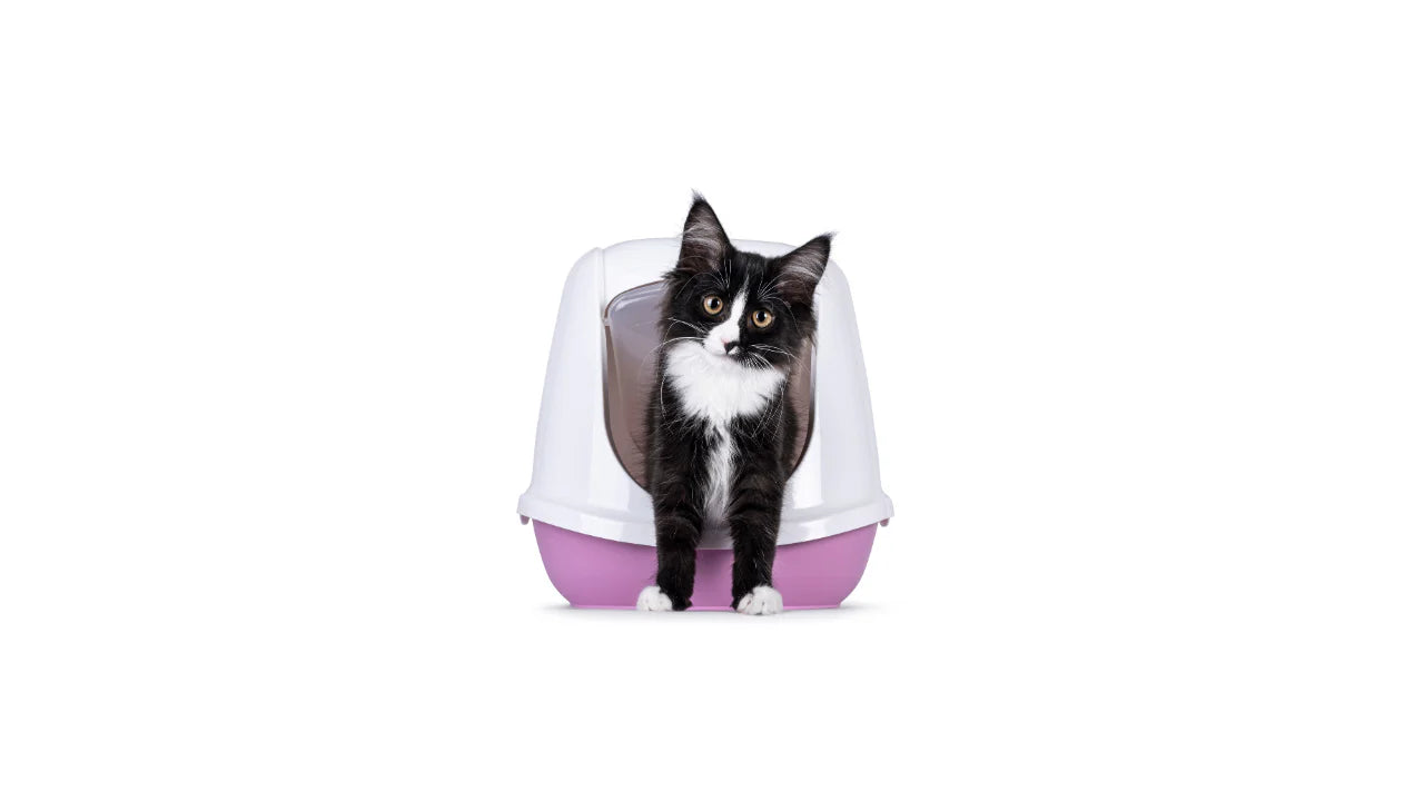 Un chat sortant de sa litière. 