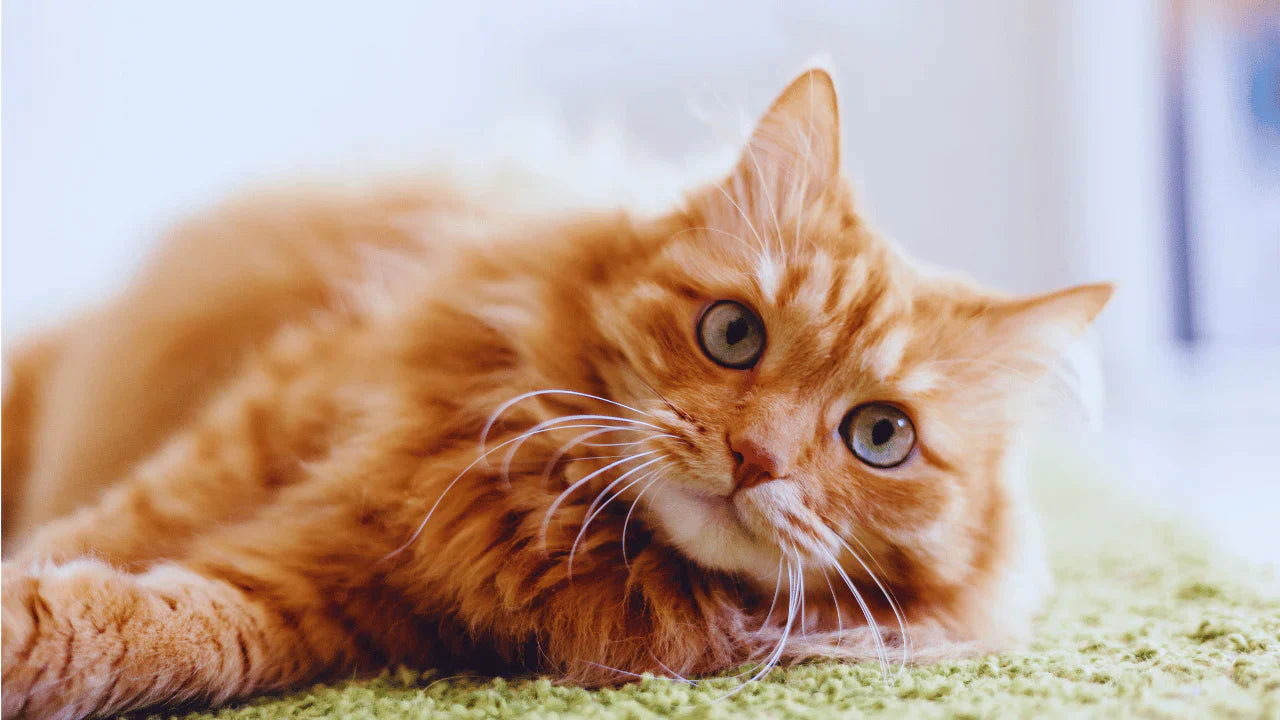 Un chat roux allongé sur un tapis. 