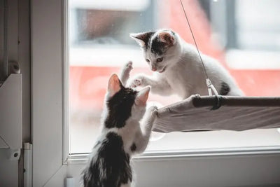 Jouer avec son chaton : idées et conseils pour bien s'y prendre au quotidien