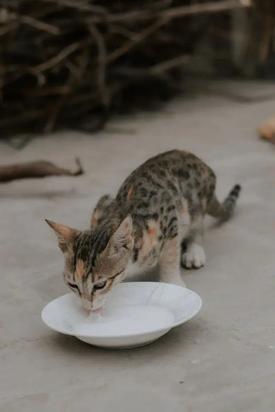 Lait pour chaton : comment choisir le bon produit selon l'âge et les besoins de votre petit félin