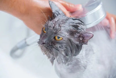 Guide complet du toilettage du chaton : brossage, bain et soins essentiels