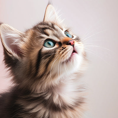 Assurance chaton : faut-il vraiment assurer son félin dès le début ?