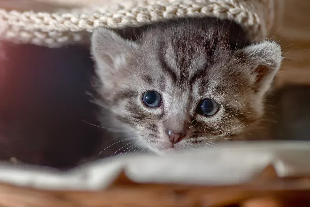 Un chaton d'un mois sous une couverture. 