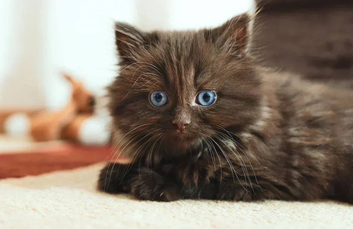 Un chaton de deux mois allongé sur un tapis. 