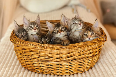 Plusieurs chatons dans un panier en osier. 