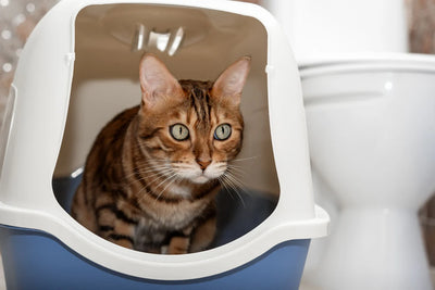 Quelles options de litières jetables dans les toilettes