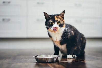 Guide complet de l'alimentation du chaton : de 0 à 12 mois