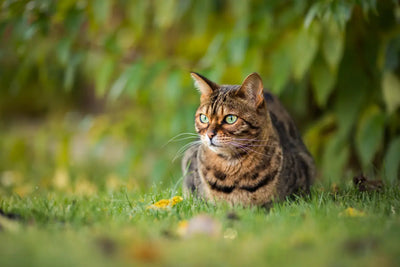 Un chat allongé au mileu de la nature. 