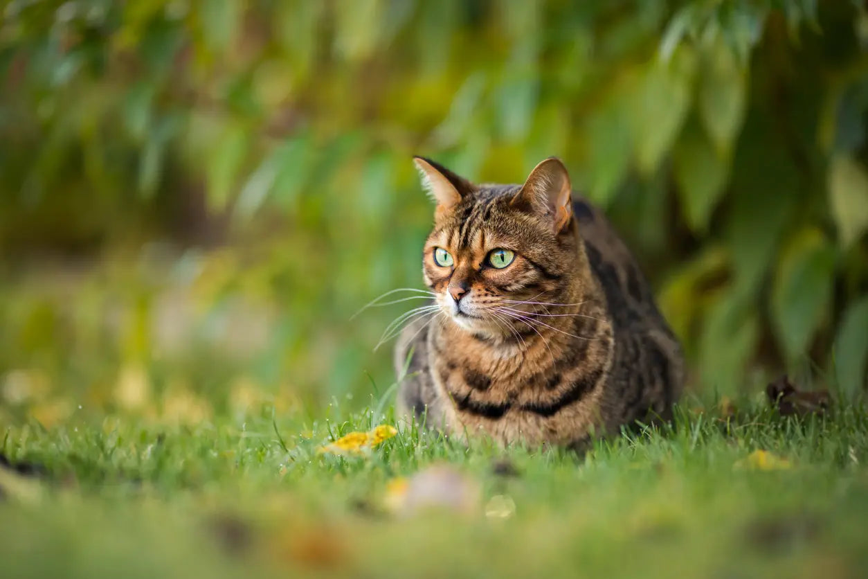 Un chat allongé au mileu de la nature. 