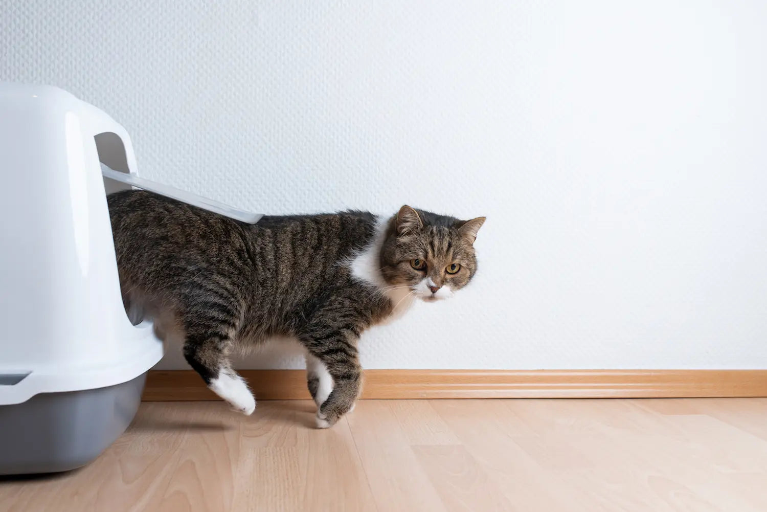 Un chat sortant de sa litière. 
