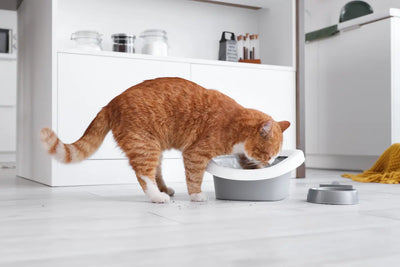 Un chat roux buvant dans une gamelle d'eau.