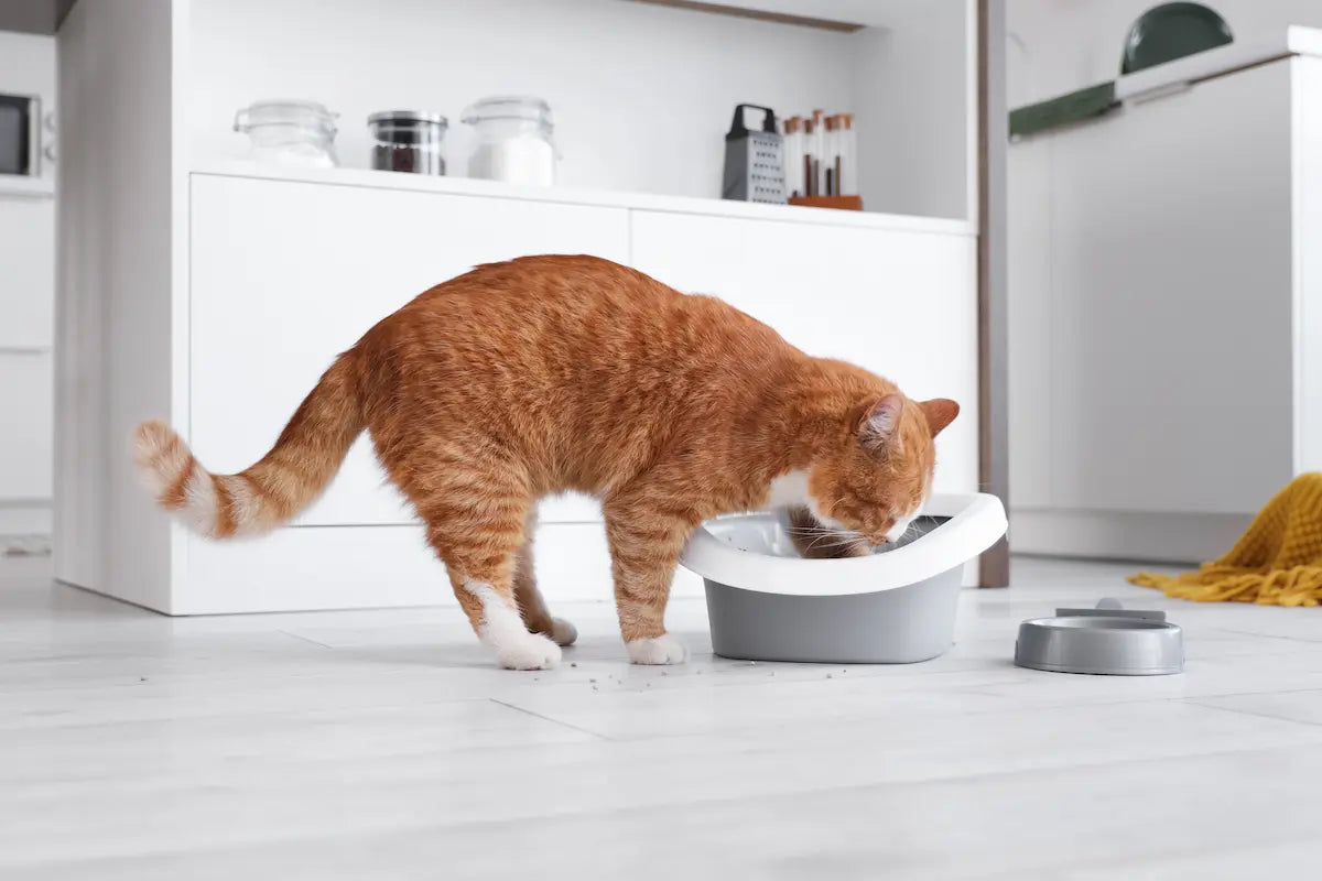 Un chat roux buvant dans une gamelle d'eau.