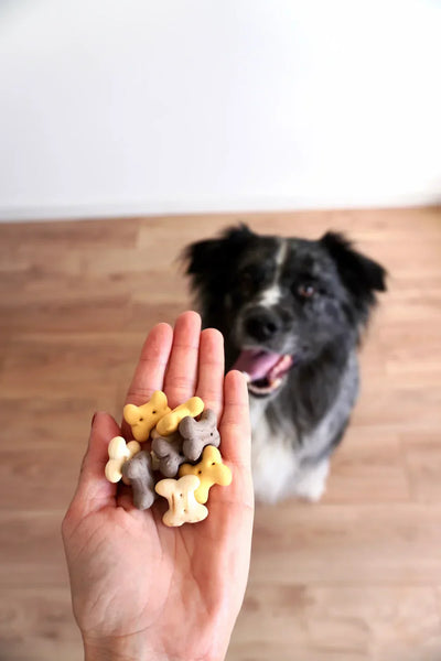 meilleur complément alimentaire pour chien
