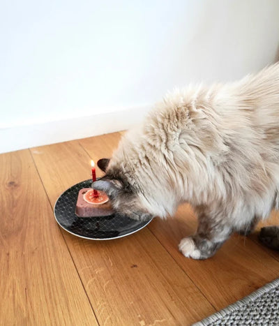 Aliments toxiques chaton : ce qu'il ne faut jamais donner