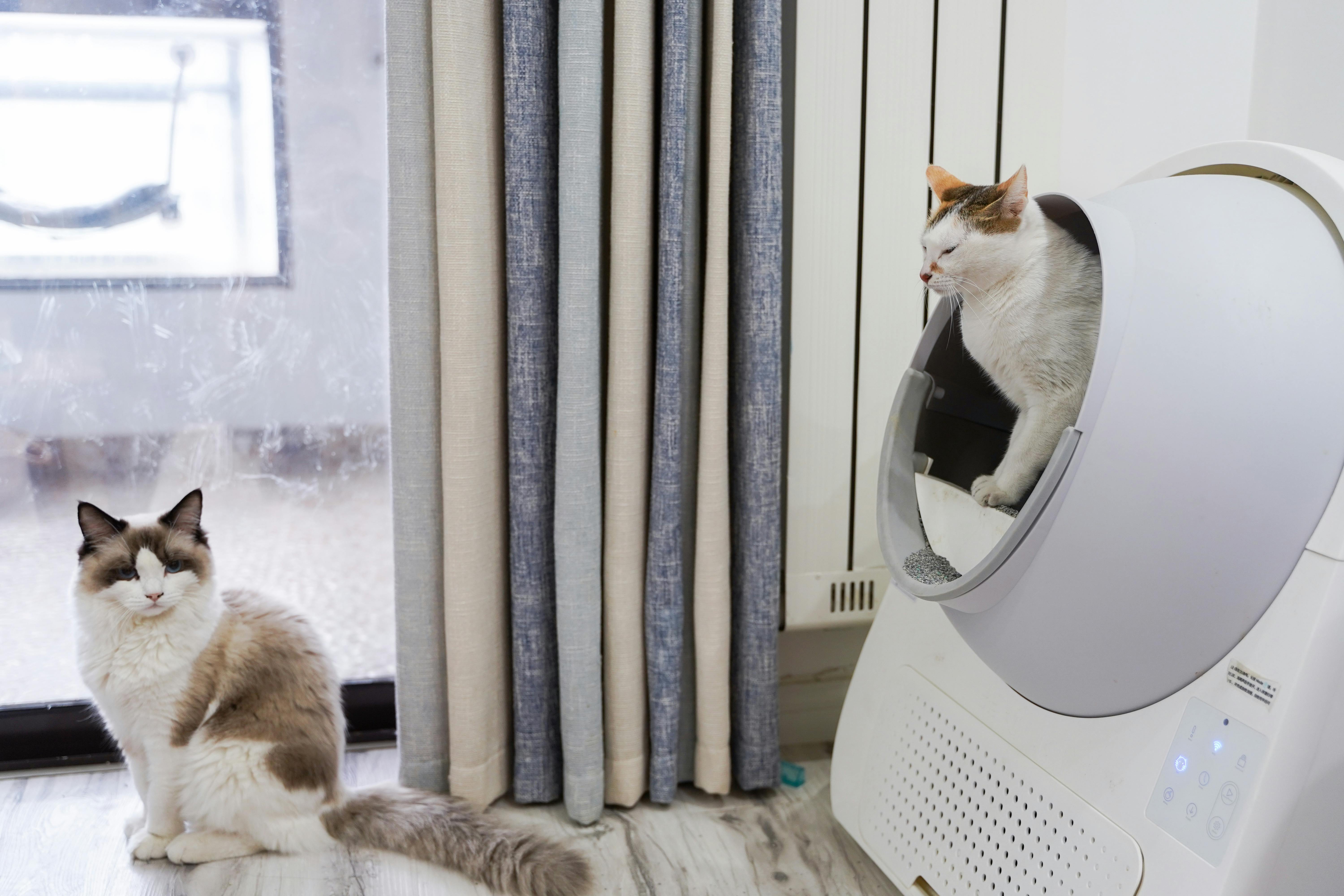 deux chats dans le salon avec litière automatique