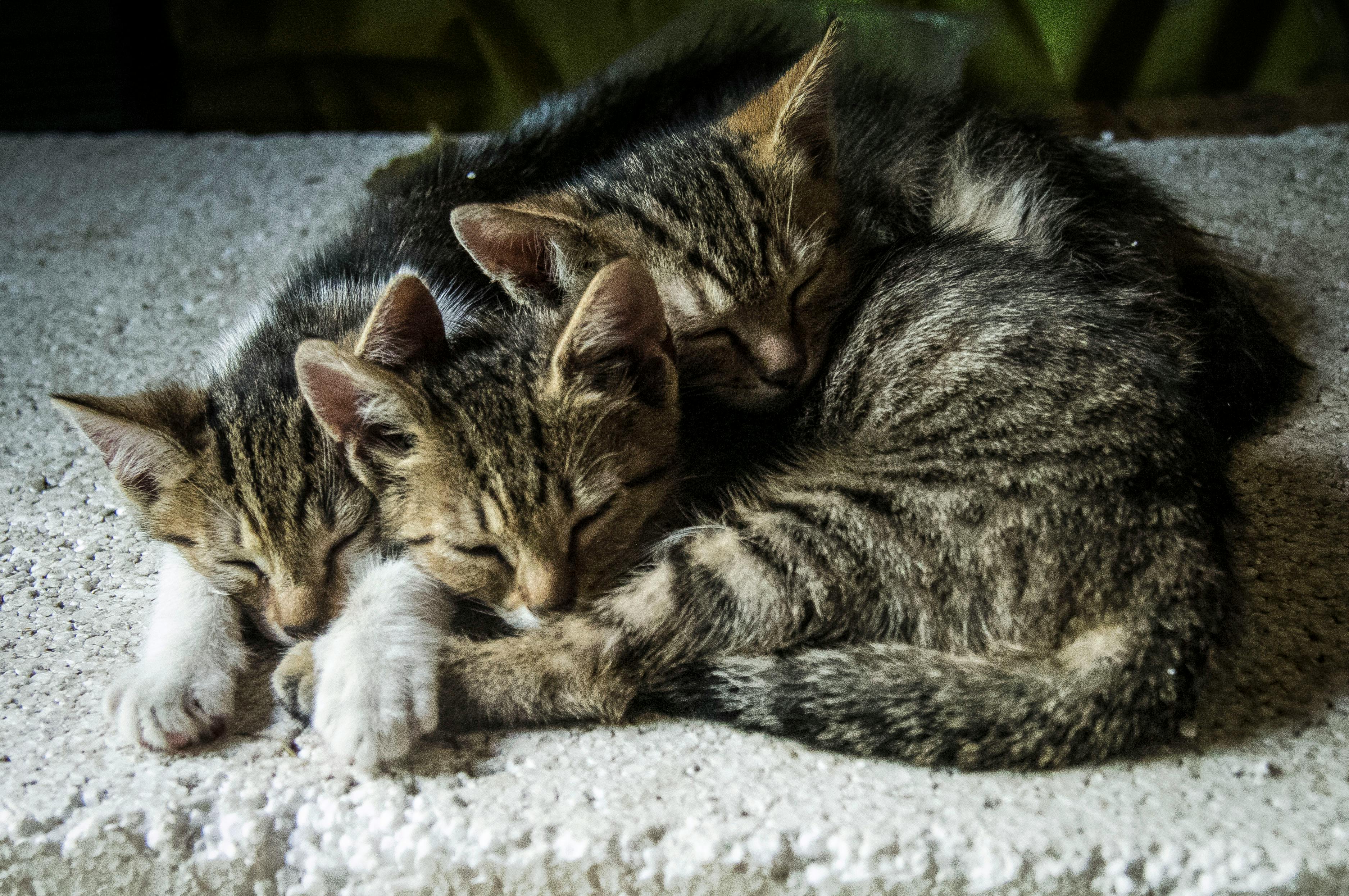 3 chats en train de dormir sur un tapis 