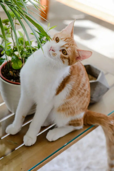 Guide complet des plantes toxiques pour les chats