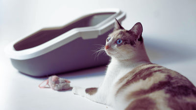 Un chat allongé à côté d'une souris morte et de sa litière. 