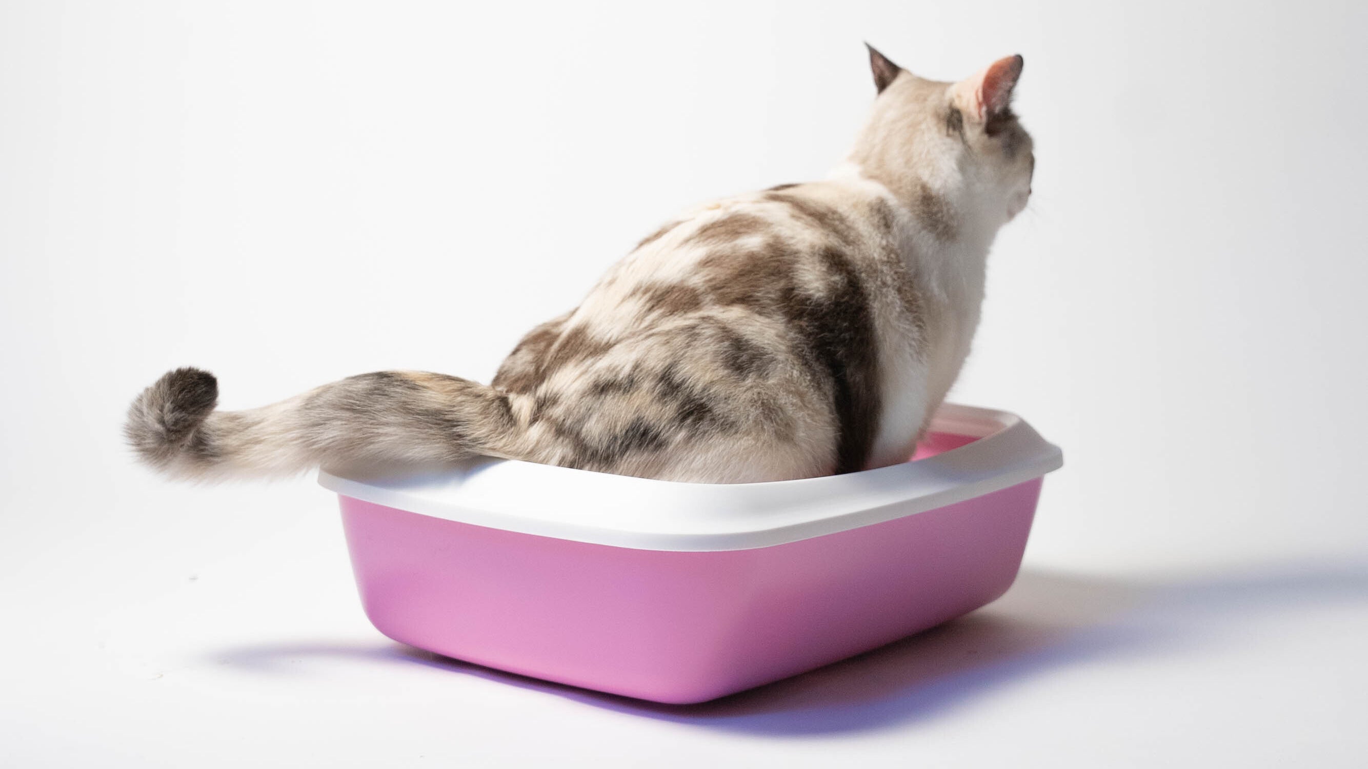 Un chat assis dans sa litière. 