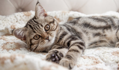 Identification du chaton : obligations légales et démarches