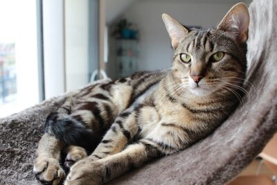 Répulsif chat urine : le guide complet pour protéger votre maison