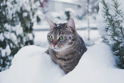 chat dans la neige