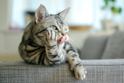 Un chat qui s'appuie sur l'acoudoir d'un canapé.