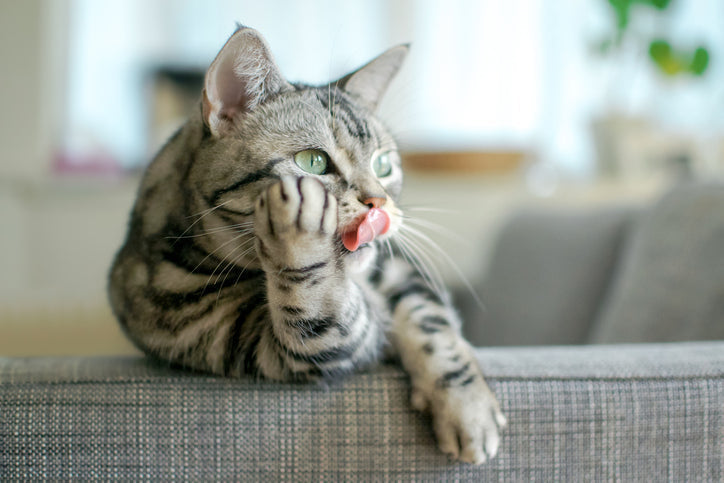 Un chat qui s'appuie sur l'acoudoir d'un canapé.