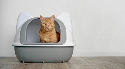 Un chat assis dans sa litière. 