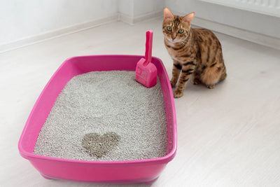 comment choisir la meilleure litière pour chat