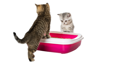 Litière pour Chatons