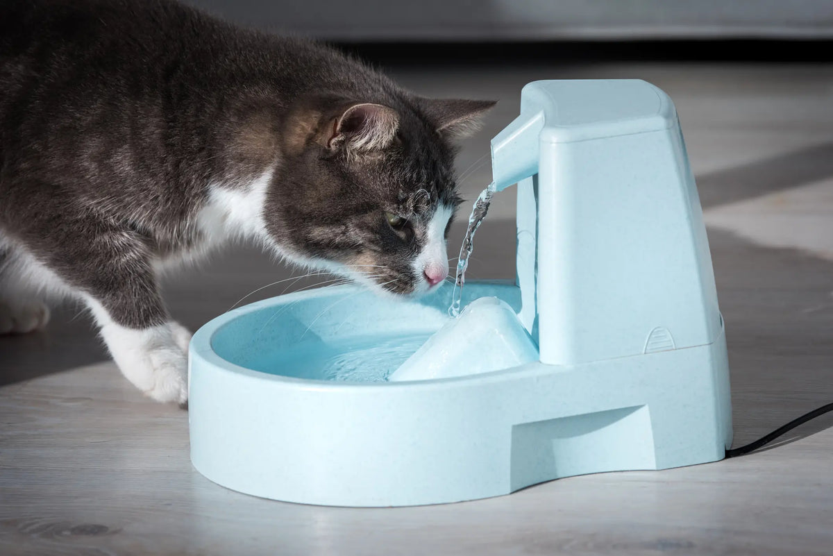 fontaine a eau chat