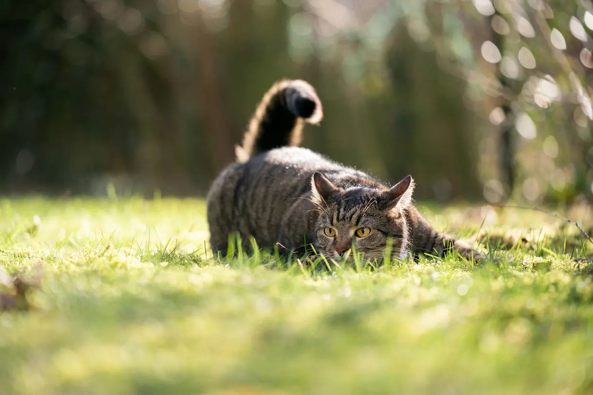 Chat qui creuse dans son jardin