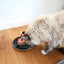 Pâtée Anniversaire pour Chat